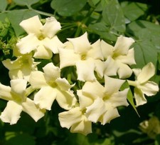 JASMINE JASMINUM CLIMBER PLANT CLOTTED CREAM 9CM POT CLIMBING SCENTED FLOWERS