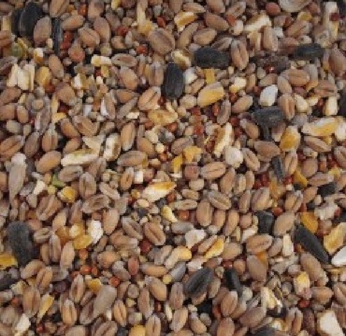 Wild bird seed - wild, with
