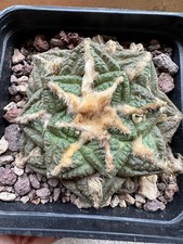Ariocarpus fi suratus, Own