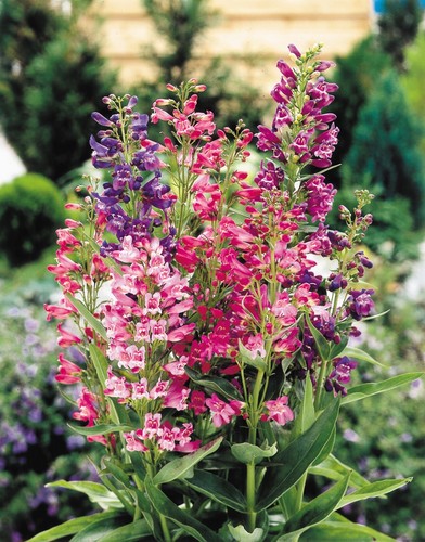 Penstemon cambridge mixed - x3, 'cambridge