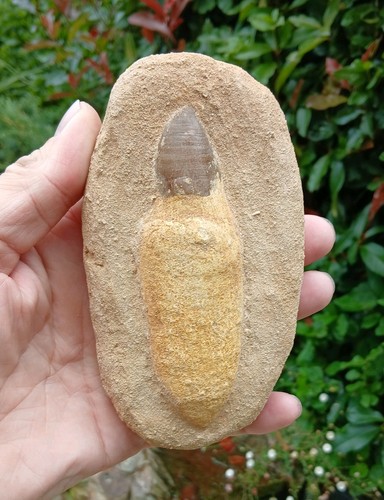 Fossil mosasaur tooth dinosaur - fossil,