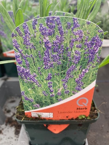 Edible herb garden plants 9cm
