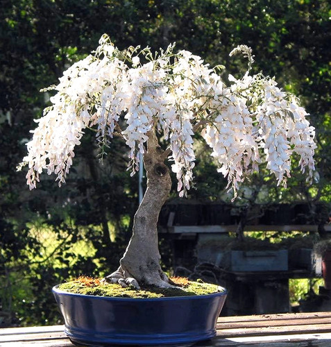 White rain wisteria - white, bonsai