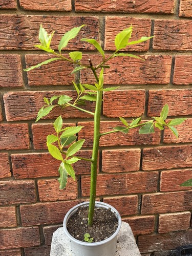 Bay tree plant litre - in, 1
