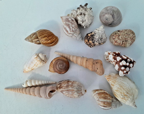 Mixed collection natural sea - collection,