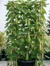 Bangladeshi Hazari kadu-Hybrid