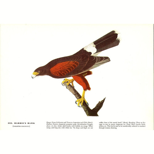 Harris hawk 1941 audubon - harris's,