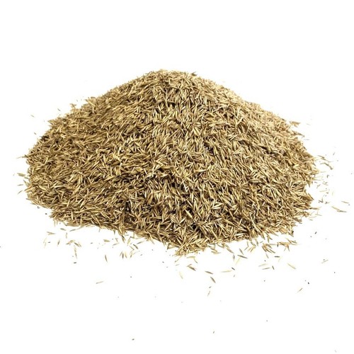 Lawn grass seed 1kg - seed,
