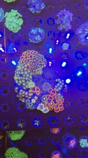 zoa garden wysiwyg includes