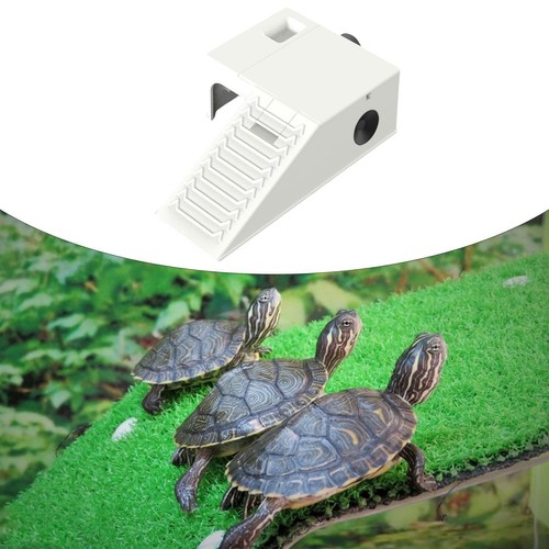 Turtle basking - basking, tank