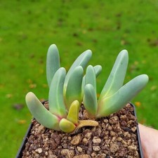 Argyroderma fissum, rare lithops, lithops plants, living stones