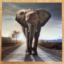 'Elephant’ 3D Holographic