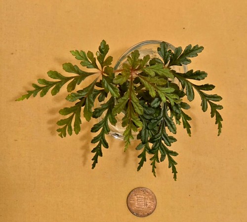 Begonia polilloensis rarely - -,
