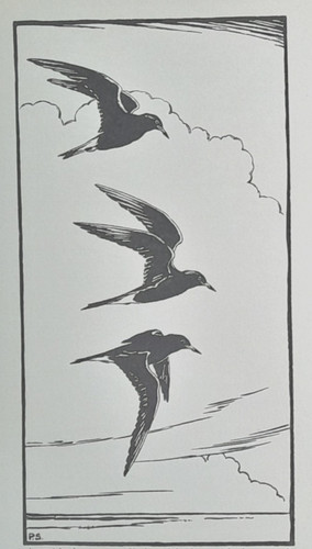 Black tern peter scott - tern,