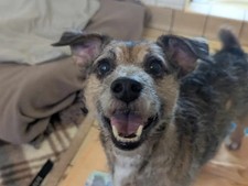 Please Will You Sponsor a Dog