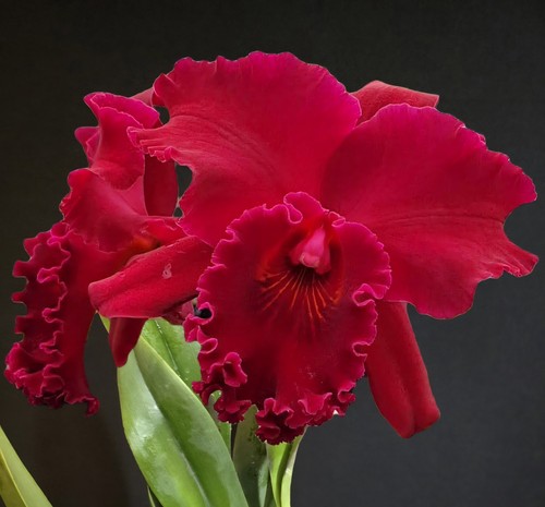Cattley rlc shinfong - cattley,