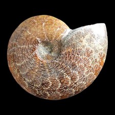 Large A Grade Polished