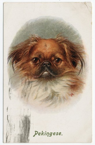 Pekingese vintage dog art - dog,