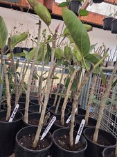 BANYAN TREE,FICUS,BENGHALENSIS