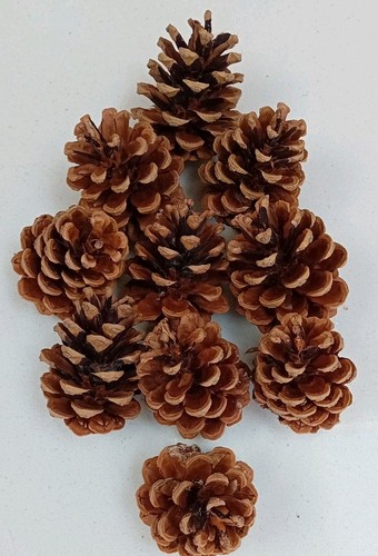 Large pine cones natural - pine,