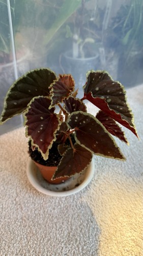 Begonia darthvaderiana green - begonia,