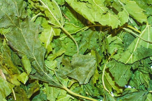 Mulberry leaves for shrimp - mulberry,