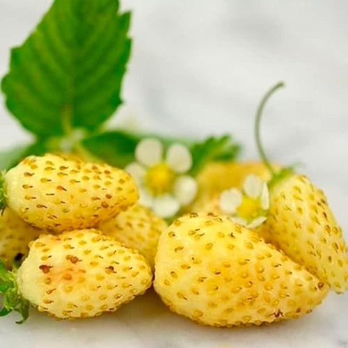 Seeds alpine strawberry yellow - strawberry,