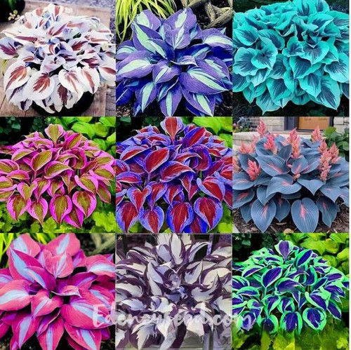 100 mixed hosta plant - hosta,