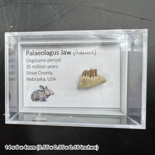 Palaeolagus rabbit jaw - rabbit,