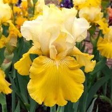 IRIS germanica 'Lune et