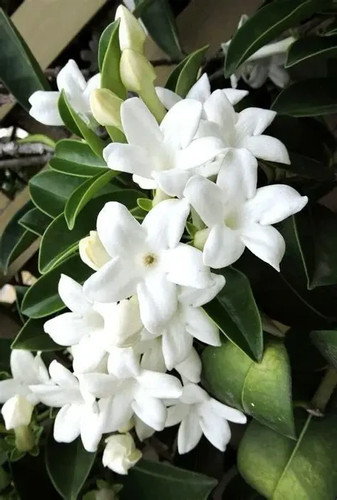 Daphne plant white perfume - plant,