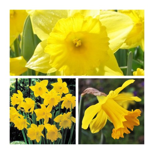 King alfred daffodil - daffodil, flower