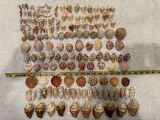 150 Mixed Lot Sanibel Island  Sea Shells.  Great For Crafting Or Collectors!!