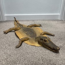 Antique Taxidermy Crocodile  