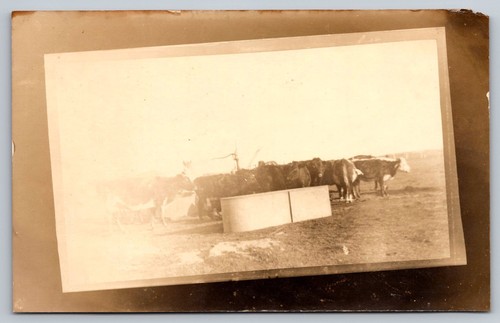 Cattle water trough rppc - cattle, at