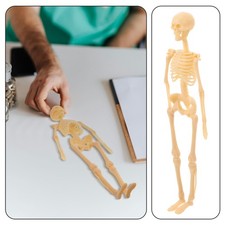 Human Skeleton Model Skeleton