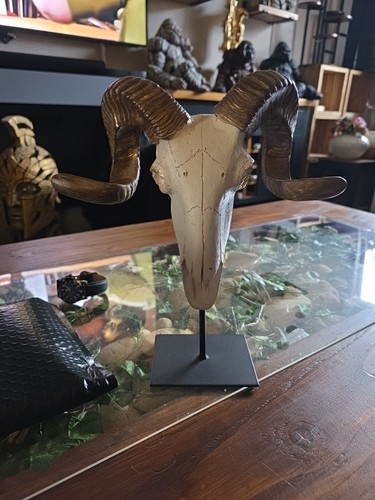 Ram skull replica skeleton - ram,