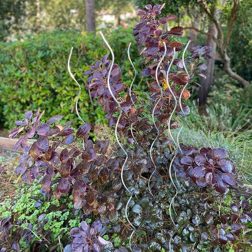 Tomato spiral climbing plant - climbing,