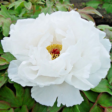 Tree peony white bai - white, ta