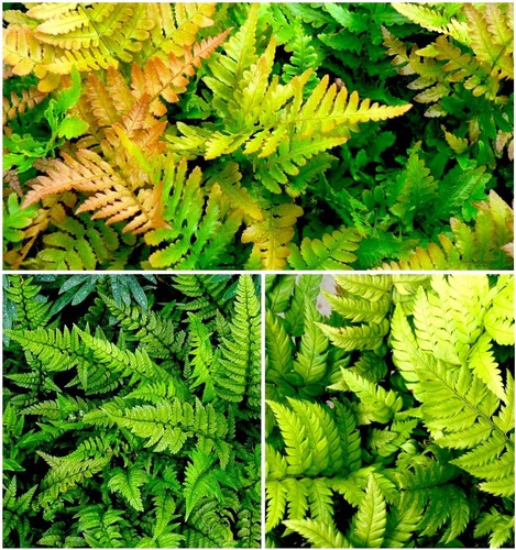 Dwarf evergreen fern - dwarf,
