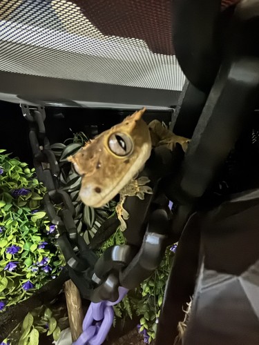 Reptile bridge for terrarium - reptile,