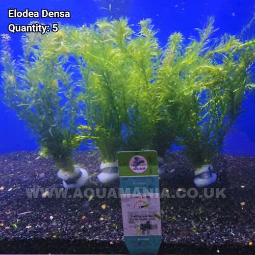 Elodea densa tropical cold - densa,