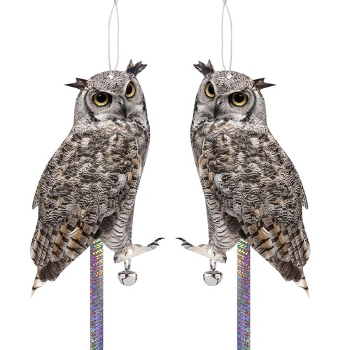 Homo trends 2pcs pigeon - homo,