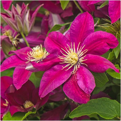 Clematis hybrid ernest - clematis,