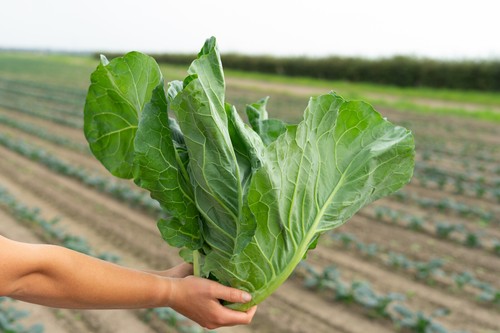 Spring cabbage plug - spring, plants