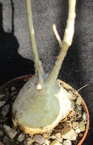 Ficus petiolaris rock fig - petiolaris, 'rock