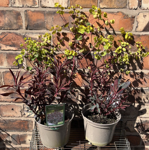 Euphorbia martini miner - euphorbia,