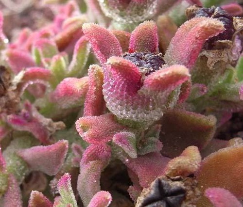 Mesembryanthemum crystallinum - ,