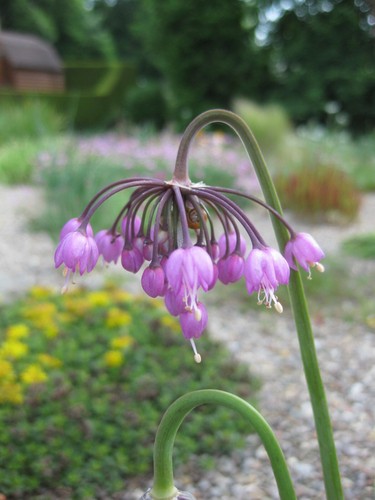 Beautiful purple allium - x,