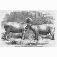 COTSWOLD BERRICHON Prize Sheep - Antique Print 1863
